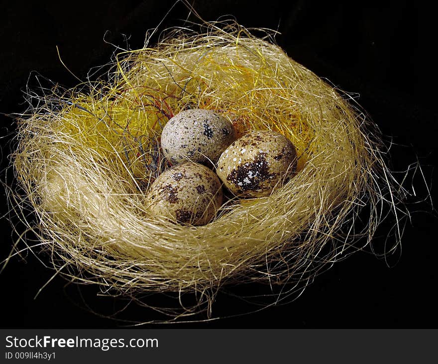 Quail eggs in nest photography in black background. Quail eggs in nest photography in black background