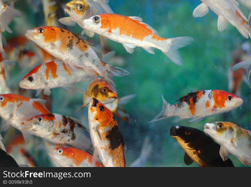 Chinese famous Fishes in water, in Hong Kong