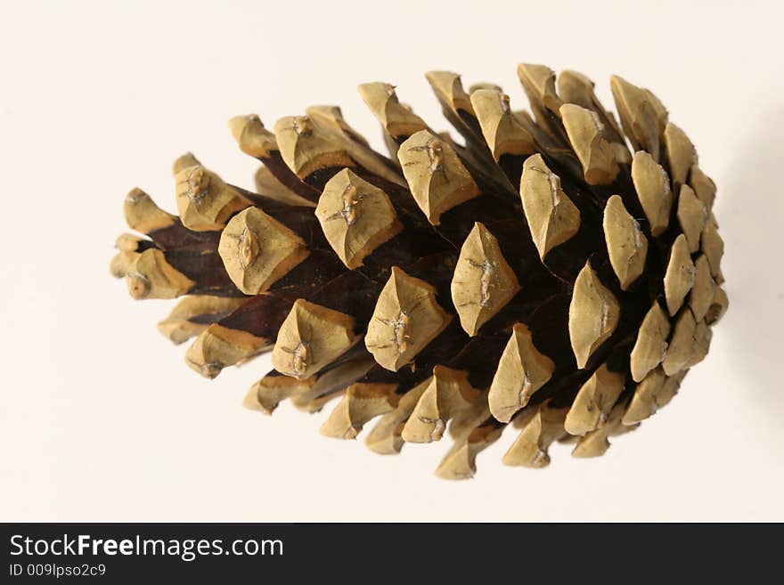 Fir Cone