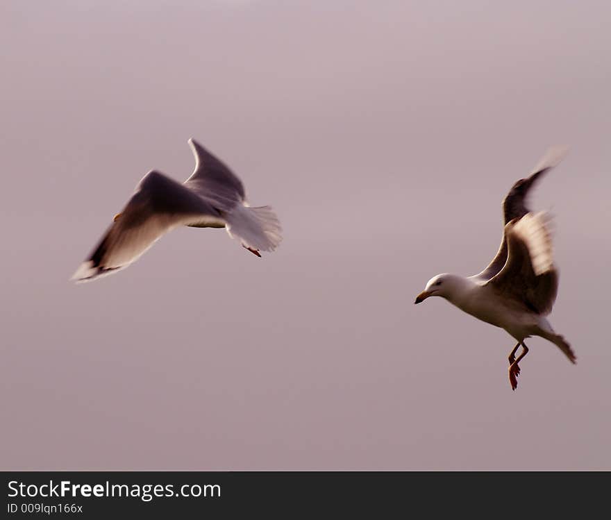 Two Gulls in flight