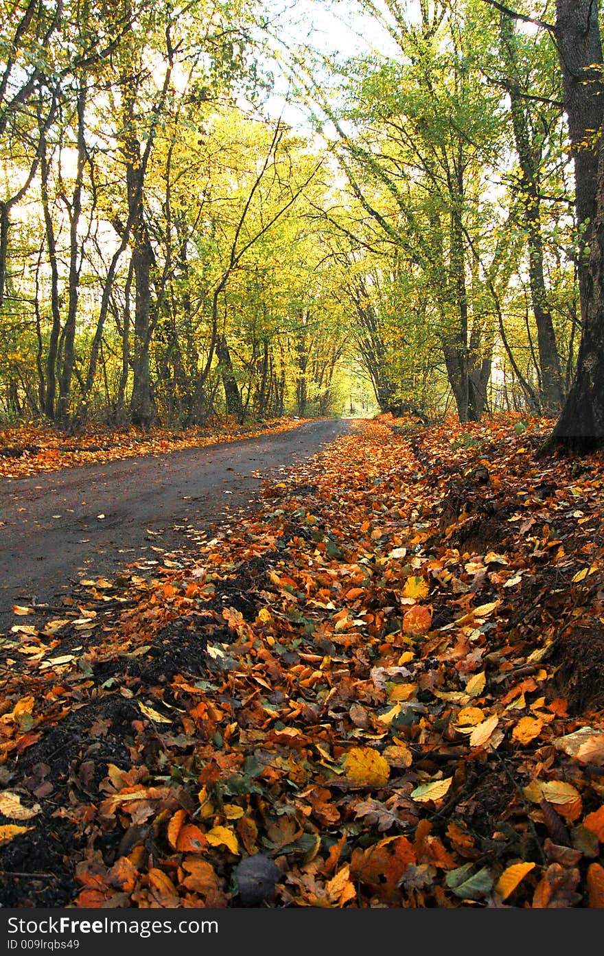 Autumn scenery. Colourful leaves in forest