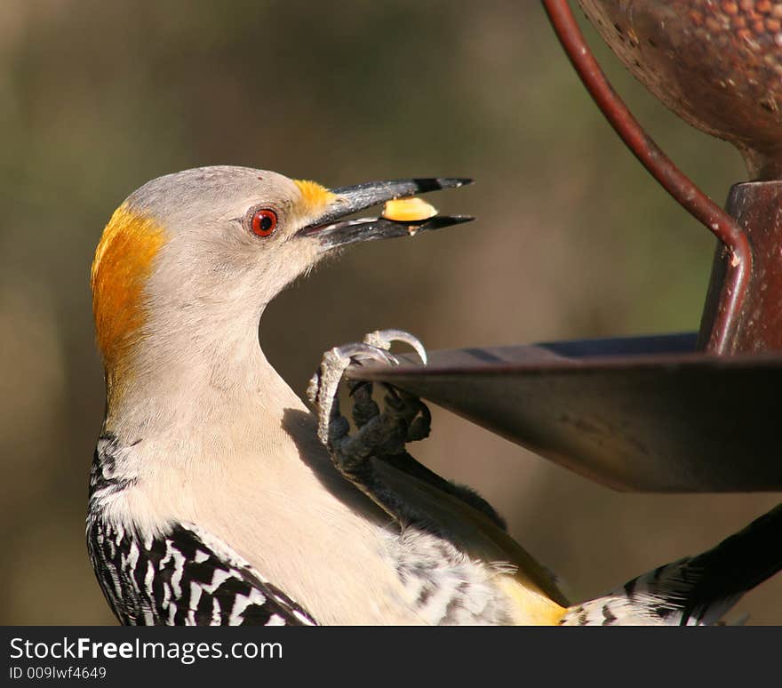 Male Golden-fronted Woodpecker At A Feeder