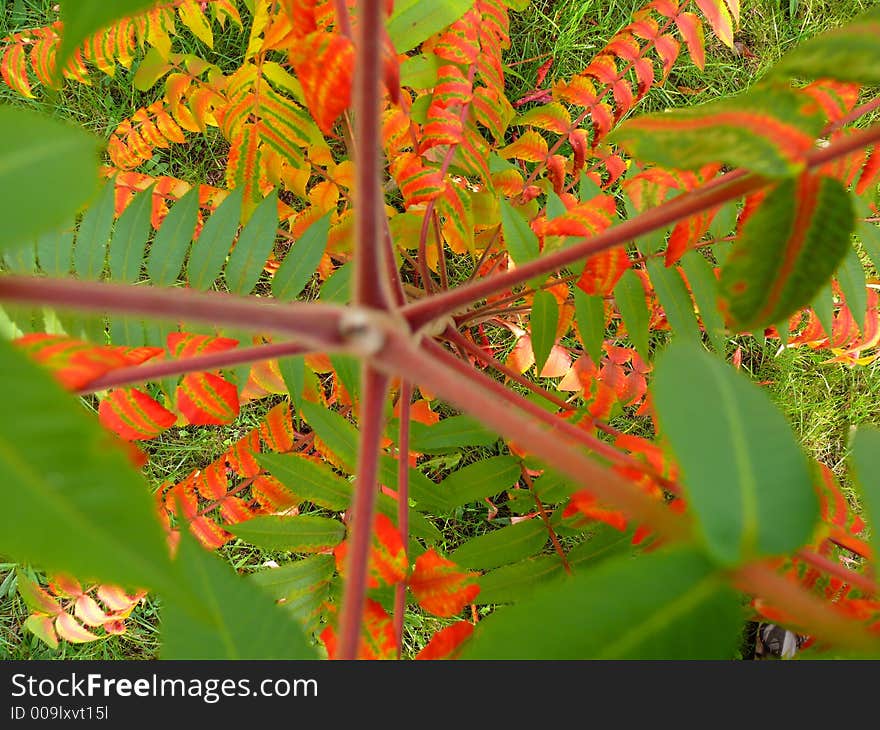 Autumn colour (red, yellow, orange, green, gold) leaves, focus 2nd plan,. Autumn colour (red, yellow, orange, green, gold) leaves, focus 2nd plan,