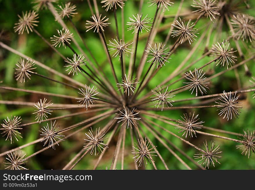 Round Plant