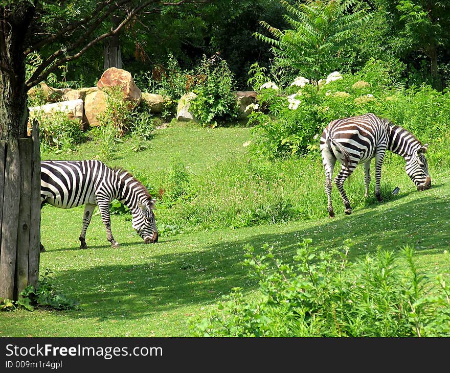 Tranquil scene of two zebras (Equus quagga burchelli) feeding on lush vegetation. Tranquil scene of two zebras (Equus quagga burchelli) feeding on lush vegetation
