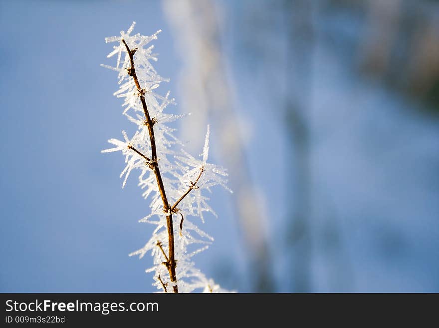 White frozen branch against dark blue background