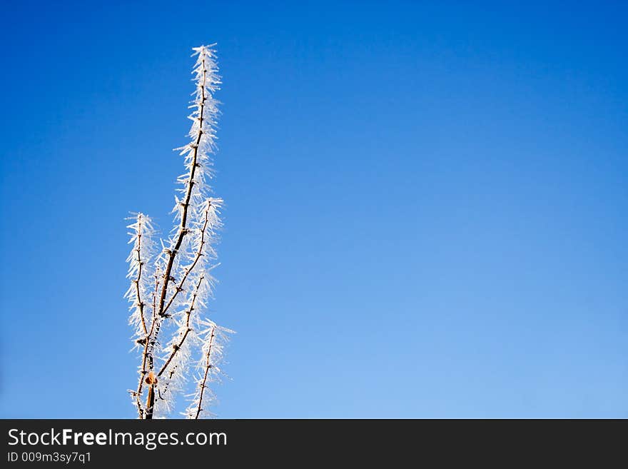 White frozen branch against bright blue sky