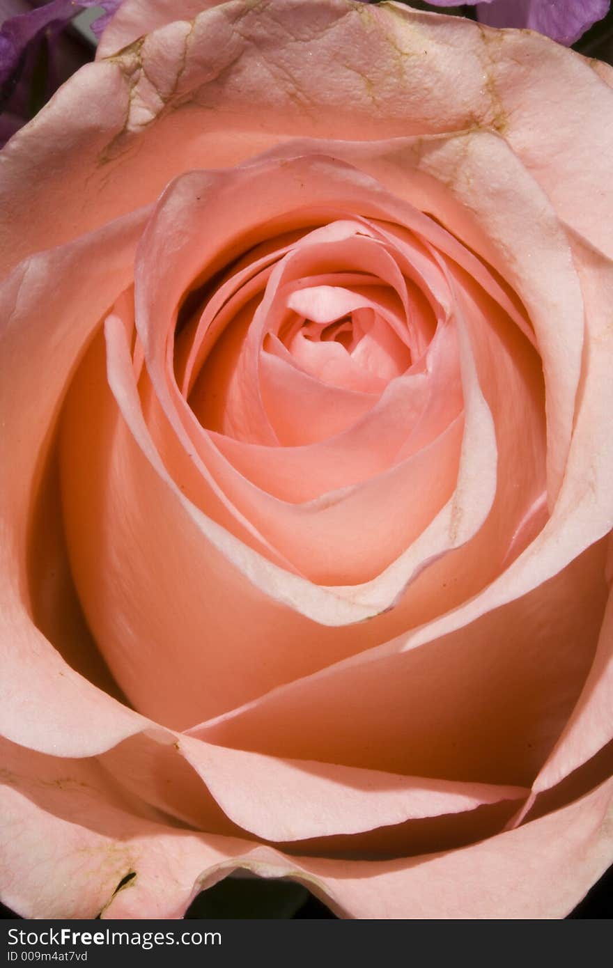 Super close up Pink Rose. Super close up Pink Rose