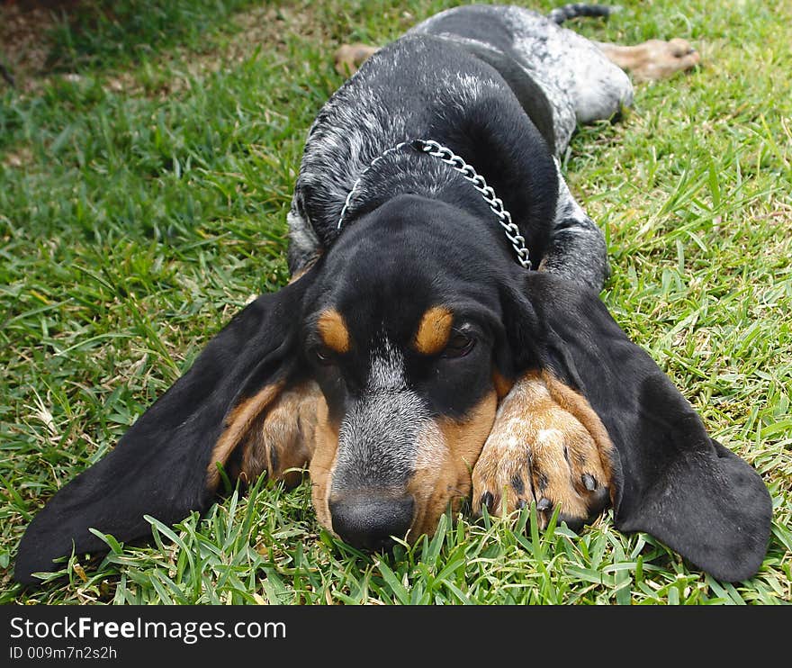 Blue gascony hound puppy