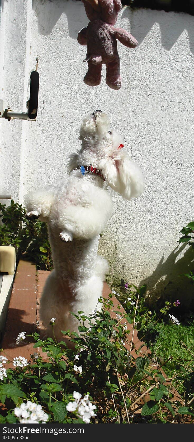 French poodle playing