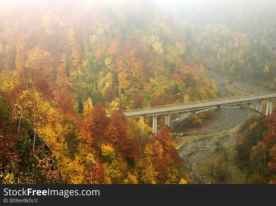 Bridge in forest