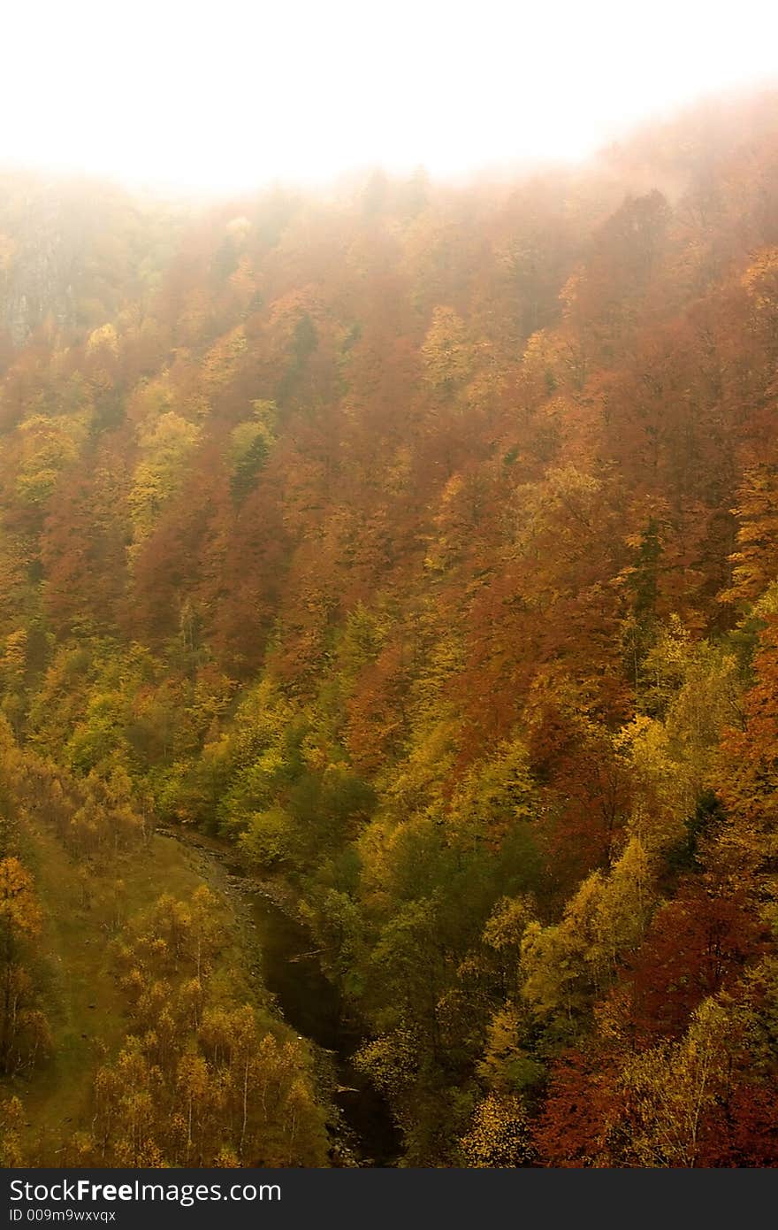 Forest in autum season covered by mist. Forest in autum season covered by mist