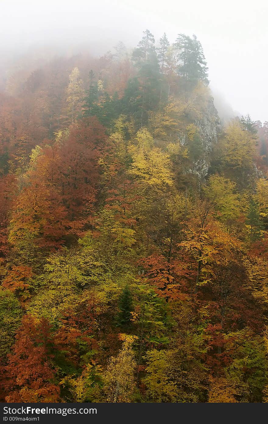 Colorful forest hill covered by mist. Colorful forest hill covered by mist