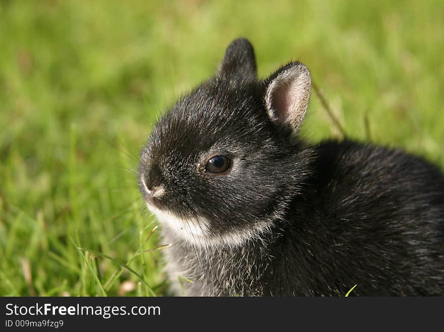 Close up side view of a young Netherland Dwarf rabbit with a black-otter coat color. Close up side view of a young Netherland Dwarf rabbit with a black-otter coat color.