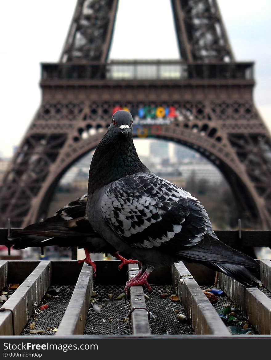 Spring afternoon and pigeon relaxing in front of the Eiffel Tower. Spring afternoon and pigeon relaxing in front of the Eiffel Tower