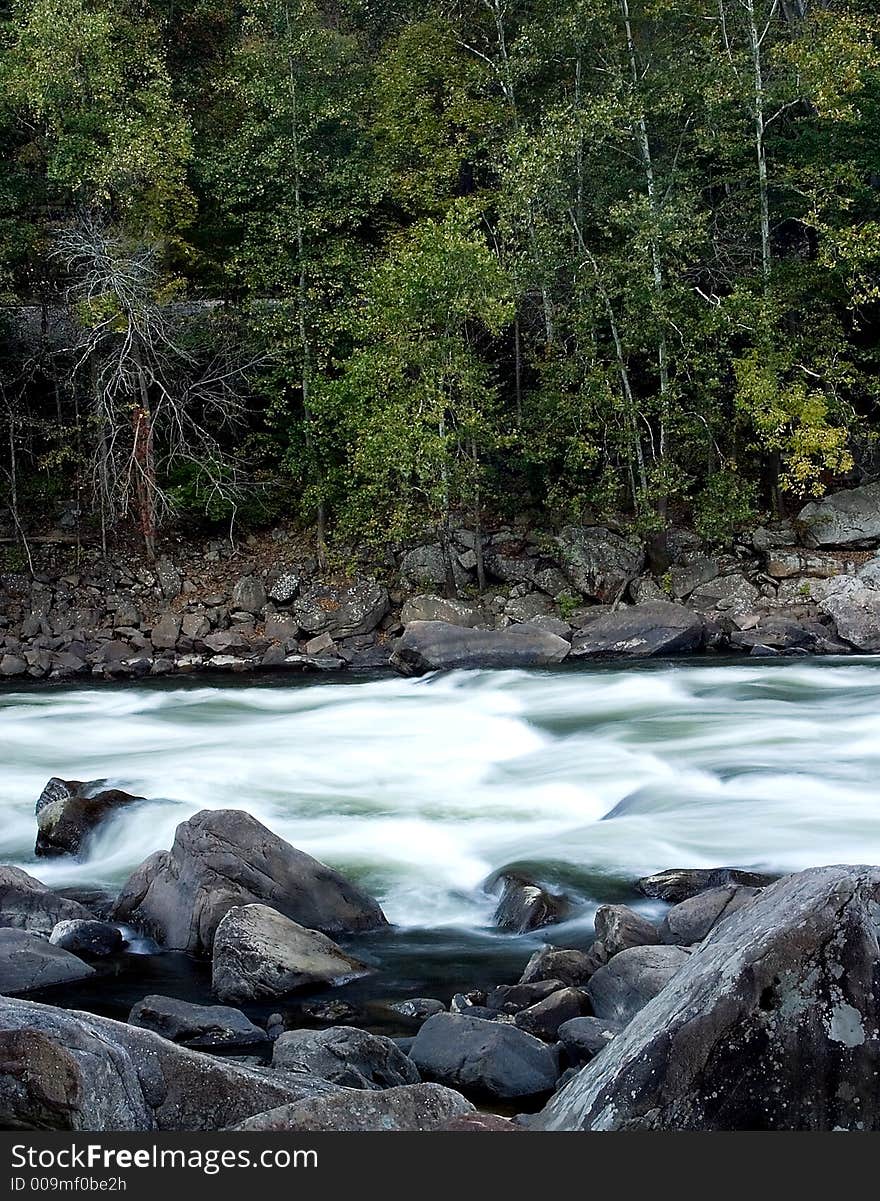 River through forest