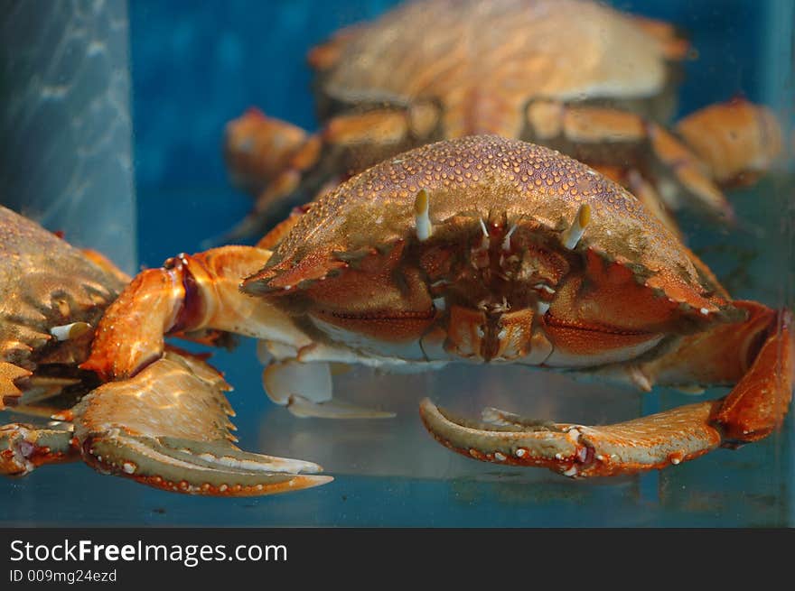 A large crab  with large claws in a tank. A large crab  with large claws in a tank