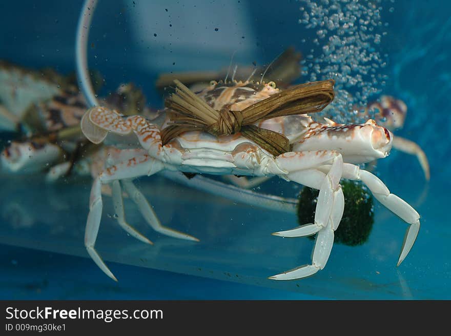 A large crab  with large claws in a tank. A large crab  with large claws in a tank