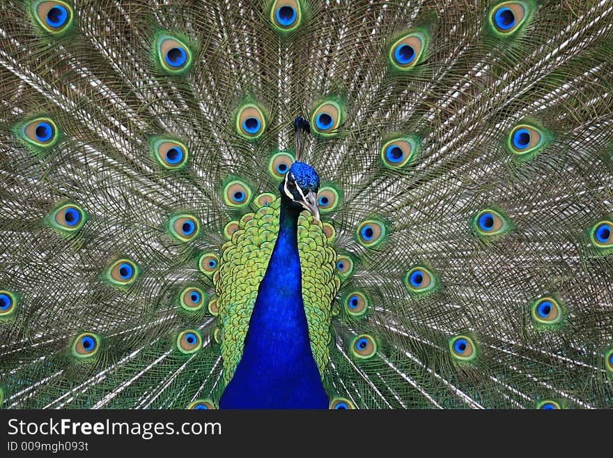 Peacock