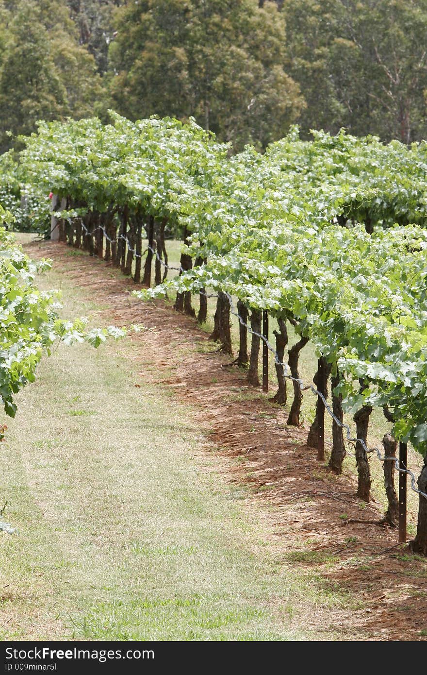 Australia. New South Wales. Hunter Valley. Fields with grapes. Australia. New South Wales. Hunter Valley. Fields with grapes.