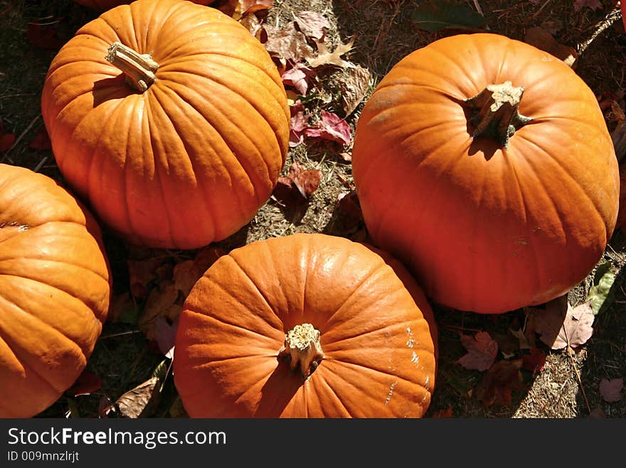 Halloween Pumpkins