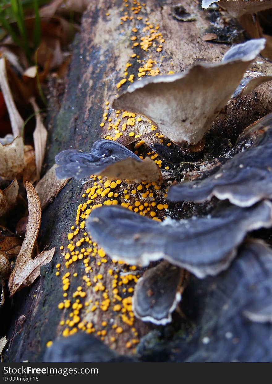 Mold And Mushrooms On Tree Bark