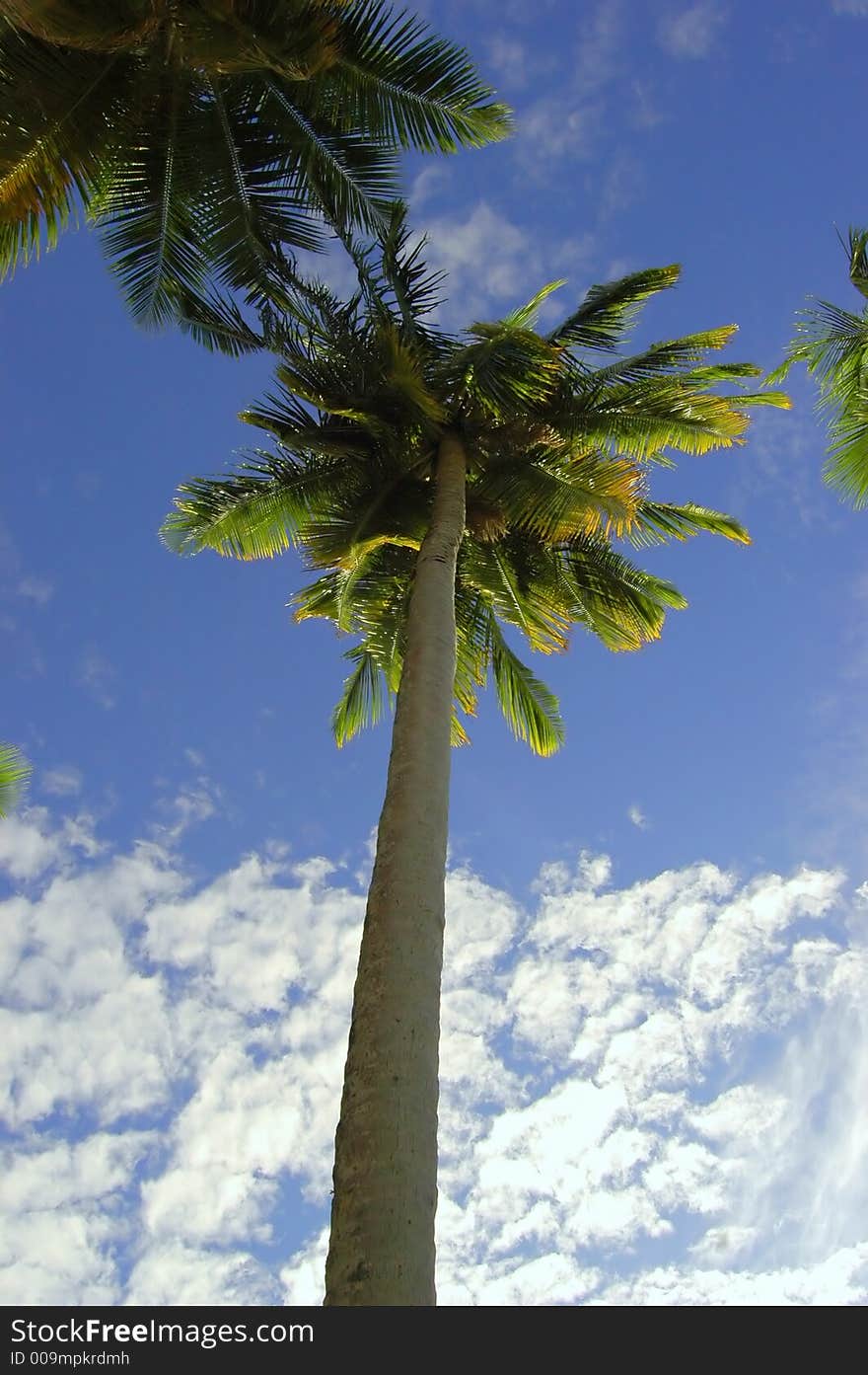 Coconut Palms arranged on a random order against the blue sky in Maldives.