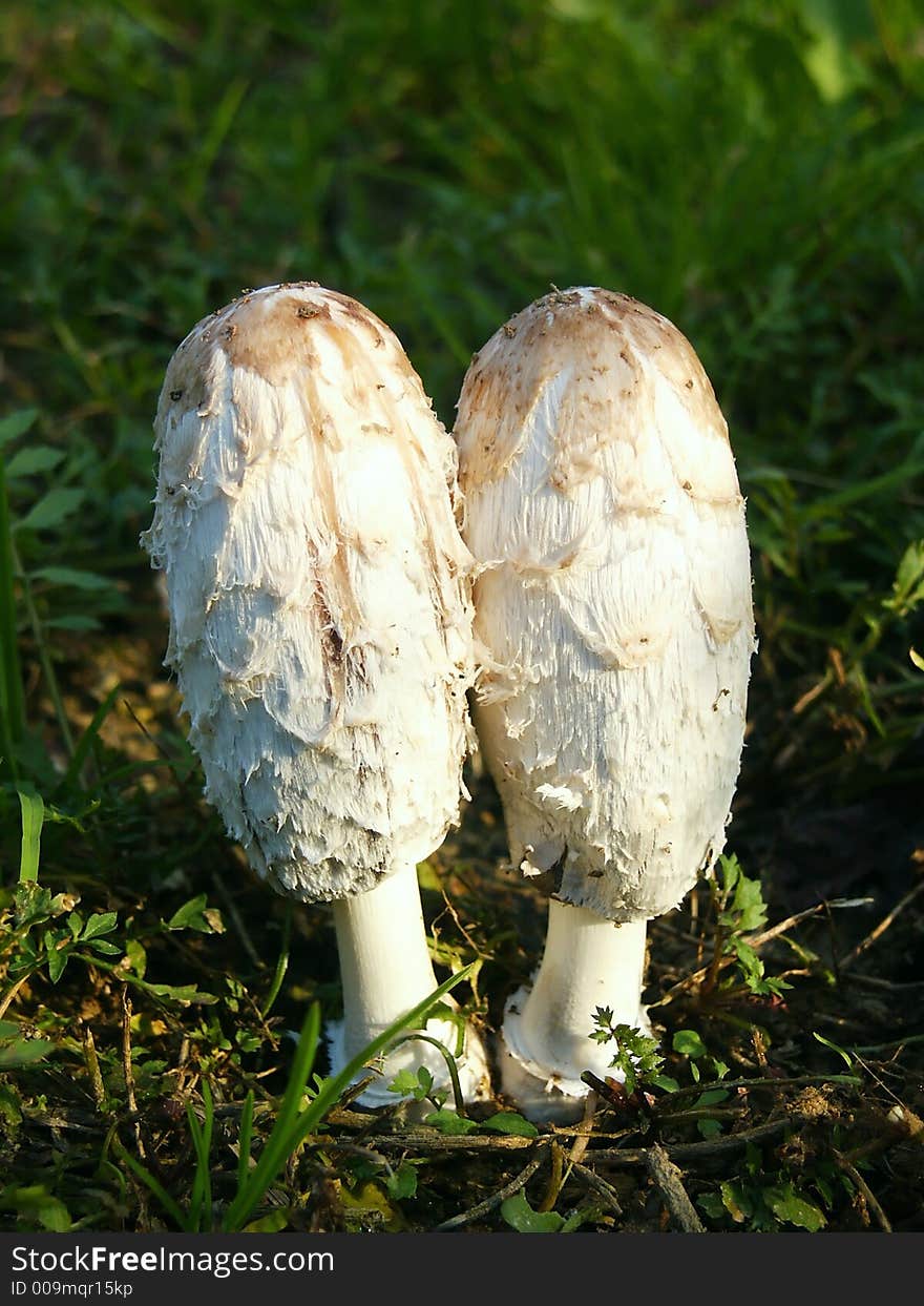 Two white mushrooms on grass. Macro