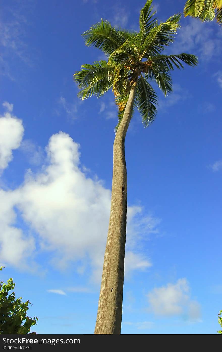 Coconut Palm arranged on a random order against the blue sky in Maldives.