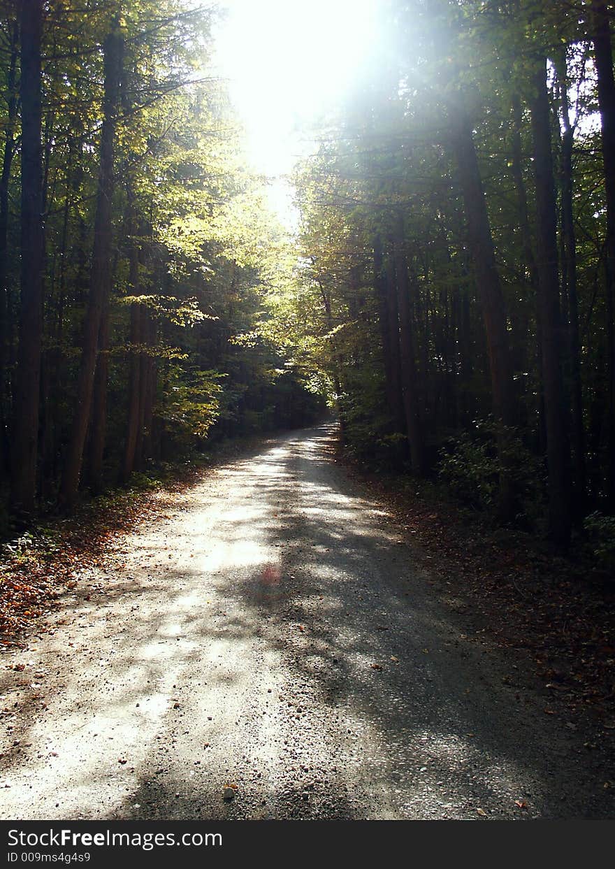 Forest road during autumn