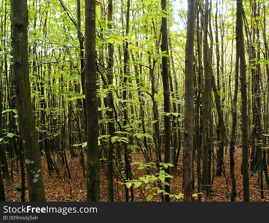 Forest during autumn