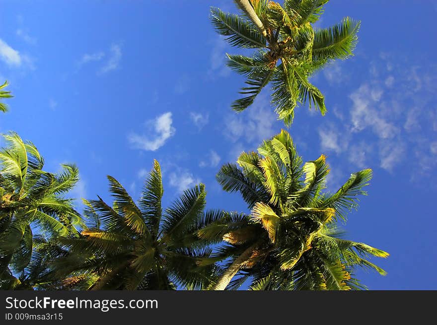 Coconut Palm arranged on a random order against the blue sky in Maldives.