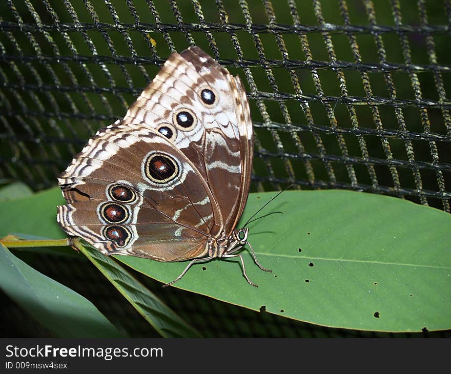 Owl Butterfly (caligo eurilochus sulanus) from costa rica