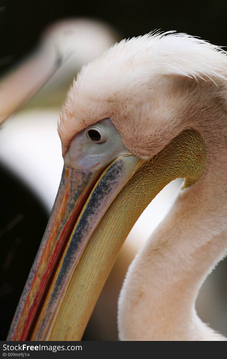 Close-up of pelican face and neck
