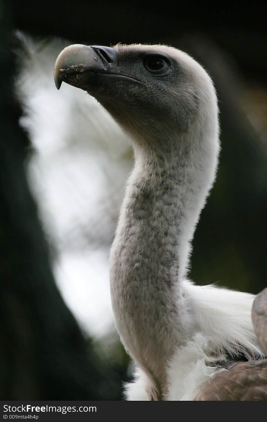 Close-up of vulture