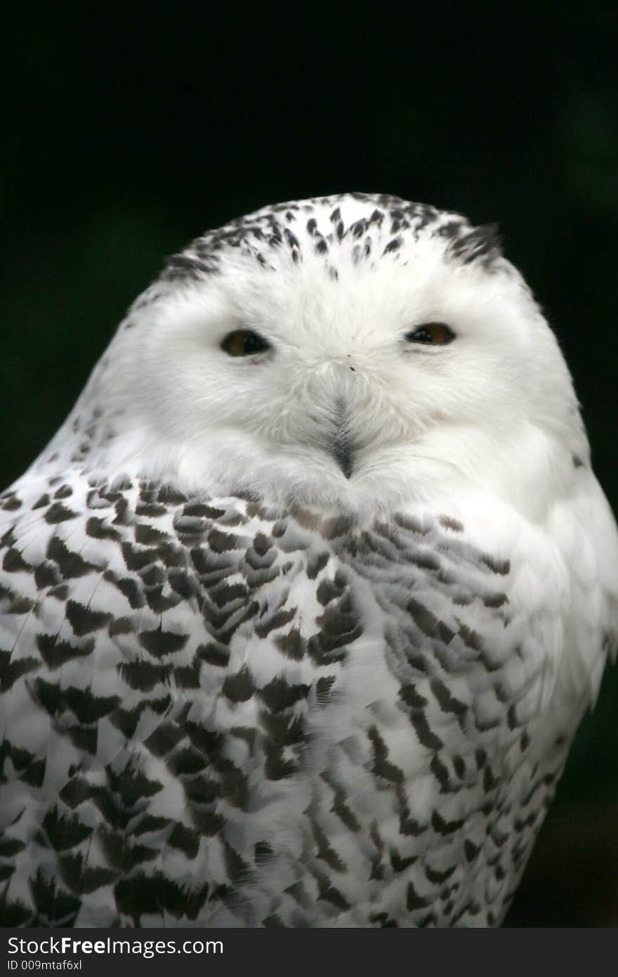 Close-up Of Snow Owl