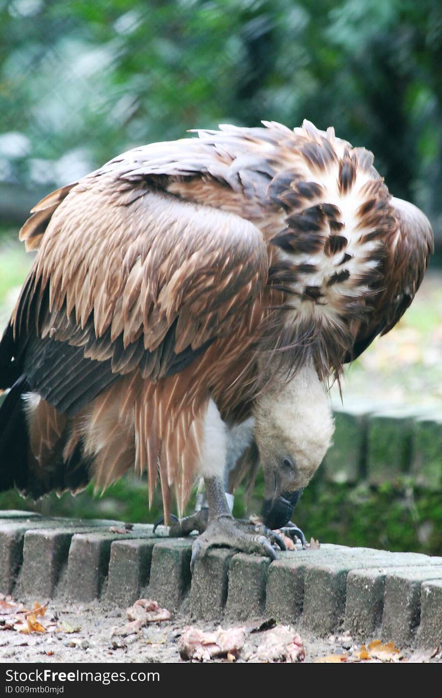 Close-up of vulture