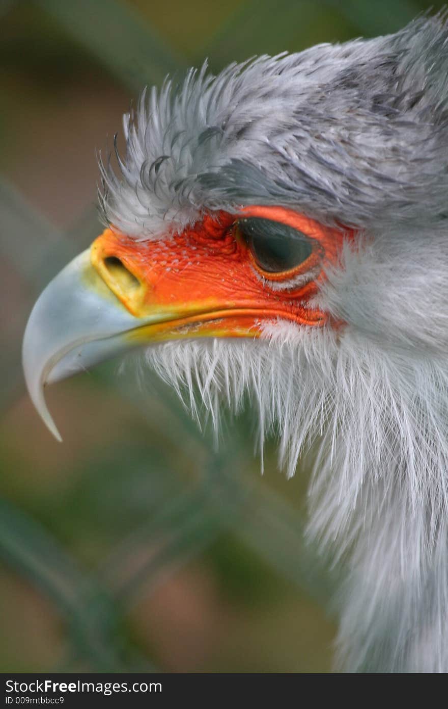 Close-up of colorful bird