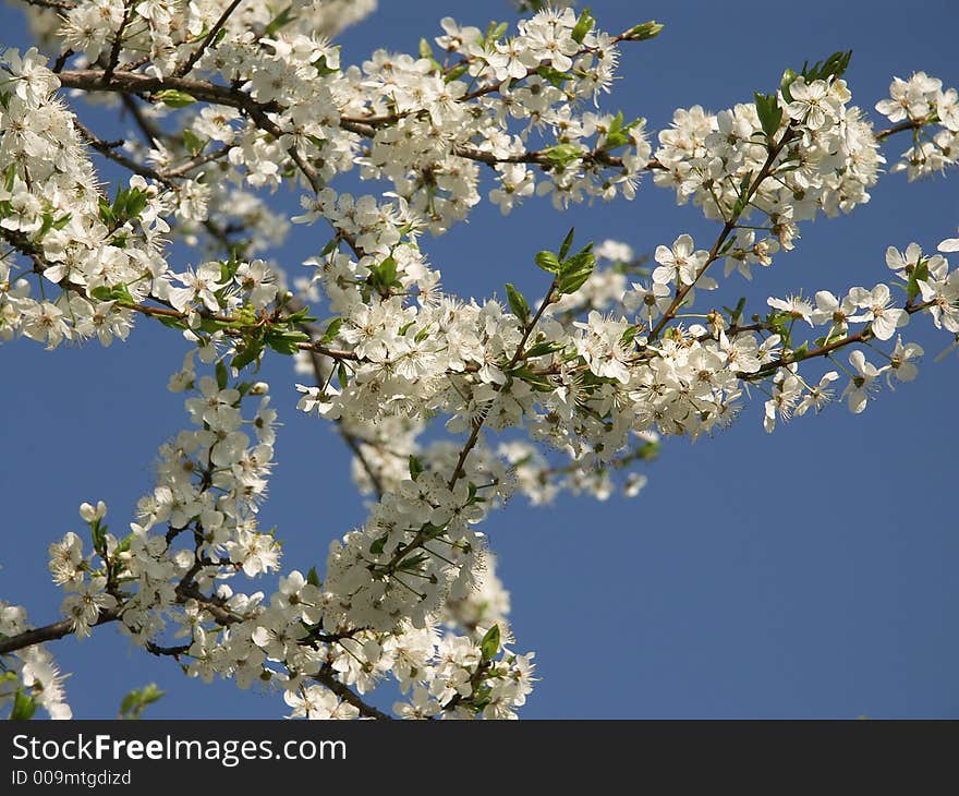 Cherry flowering