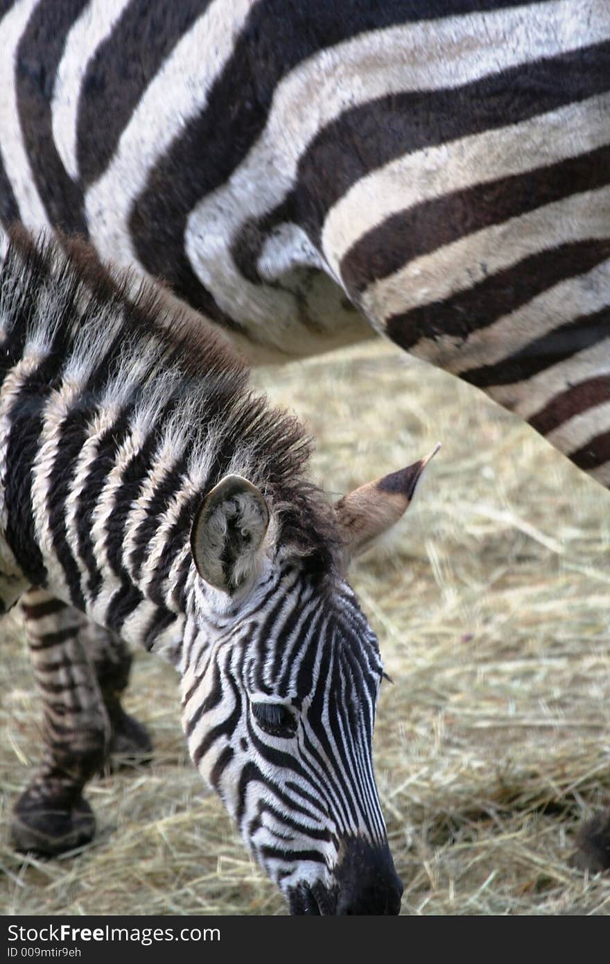 Zebra close-up