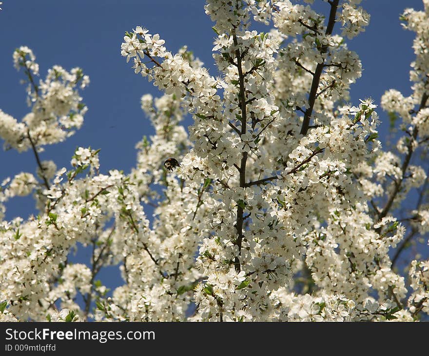 Cherry flowering