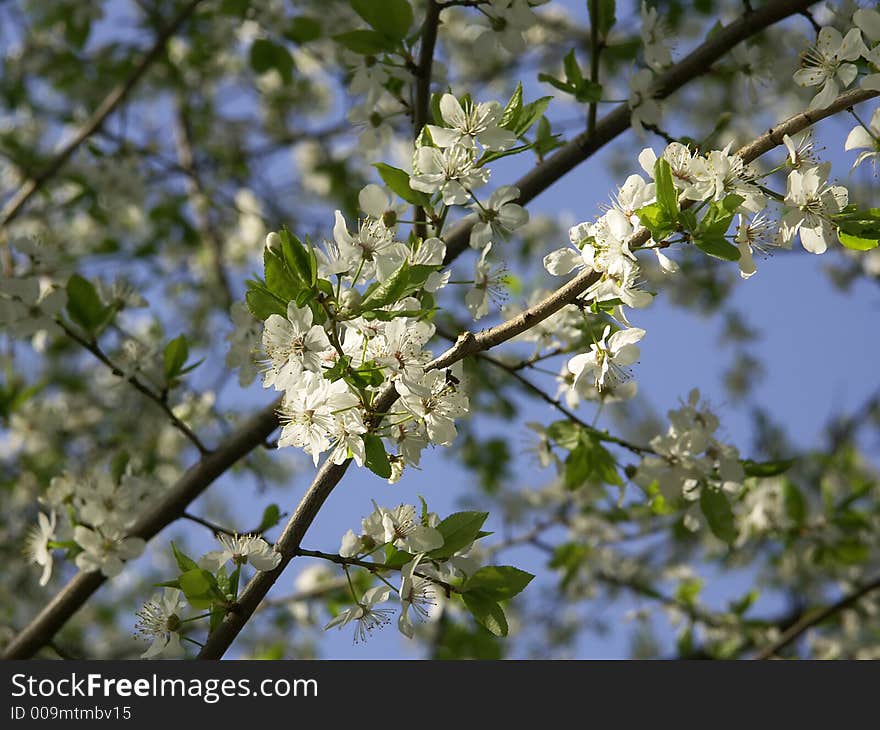 Cherry flowering