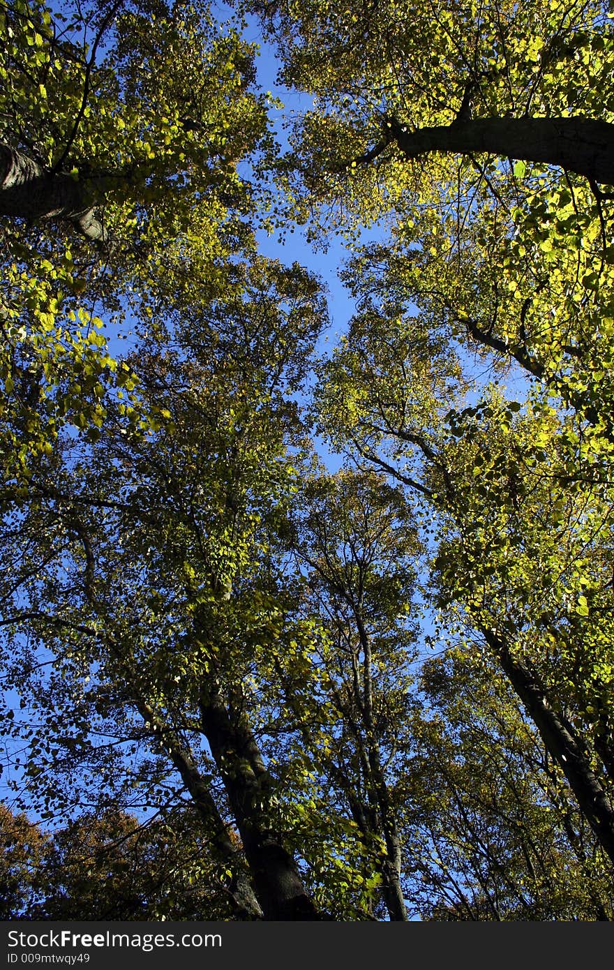 Autumn Trees