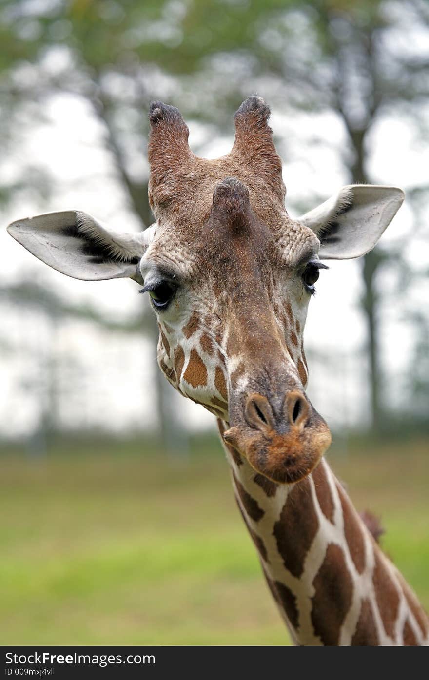 A closeup of a giraffe looking at you. A closeup of a giraffe looking at you