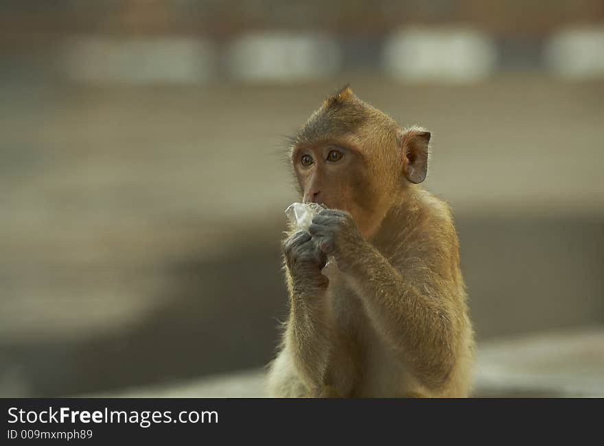 Lonely monkey living on street in lopburi  town, Thailand