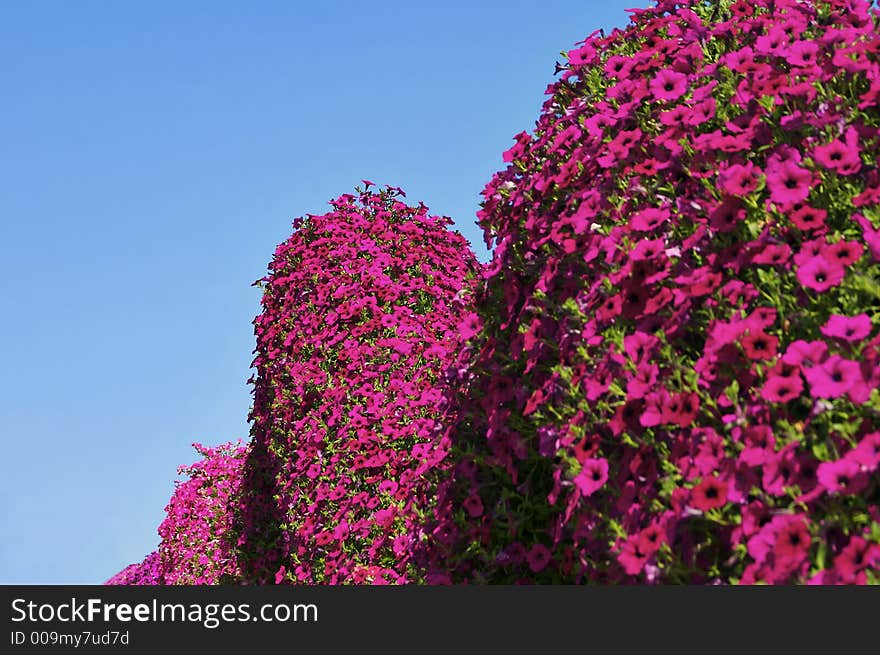 A florist displays flowers on the roof of their building. A florist displays flowers on the roof of their building