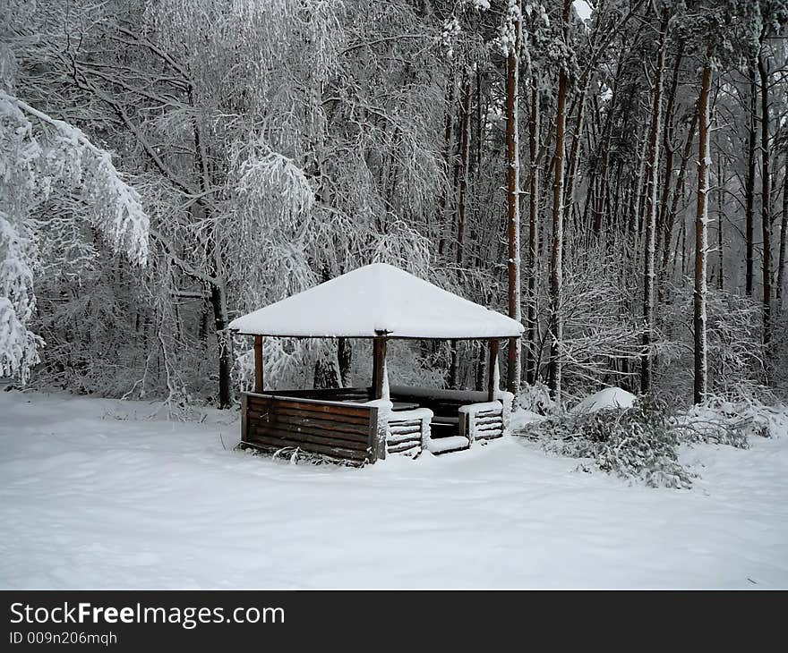 Snow and cold winter in a wood. It is a lot of snow on branches