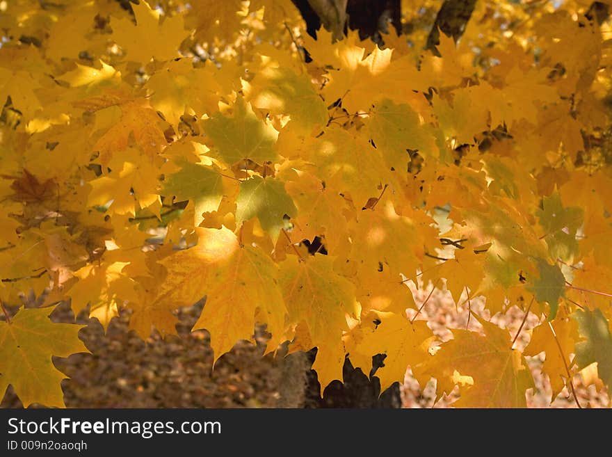 Fall foliage in Marion County, South Carolina. Fall foliage in Marion County, South Carolina.