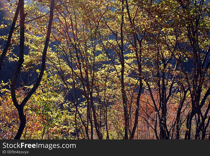 Shining and colorful leaves in autumn. Shining and colorful leaves in autumn