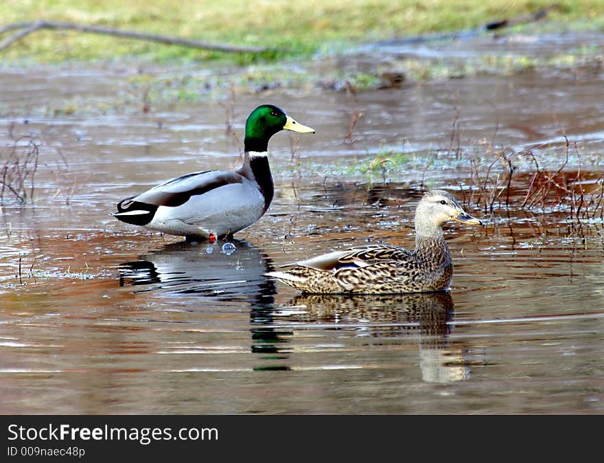 Male And Female Mallard Ducks - Spring Time